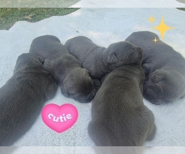 Medium Photo #24 Cane Corso Puppy For Sale in COLUMBIA, SC, USA
