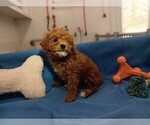 Small #1 Poodle (Miniature)