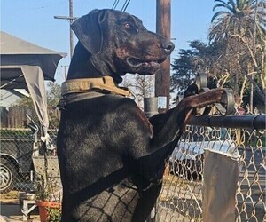 Father of the Doberman Pinscher puppies born on 06/11/2025