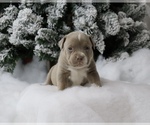 Small Photo #2 American Bully Puppy For Sale in ORANGEBURG, SC, USA