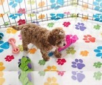 Small #9 Cavapoo (Miniature)-Poodle (Toy) Mix
