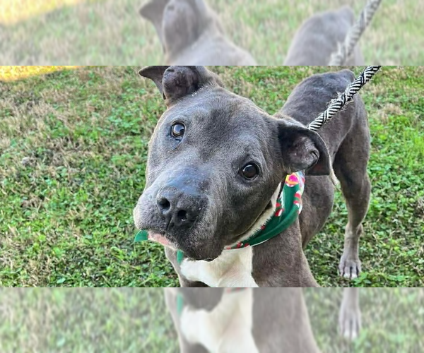 Medium Photo #1 Mutt Puppy For Sale in Abbeville, LA, USA