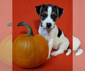 Jack Russell Terrier Puppy for sale in DOWNINGTOWN, PA, USA