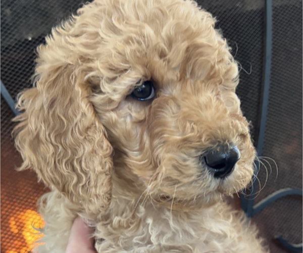 Medium Photo #5 Poodle (Standard) Puppy For Sale in DEXTER, MO, USA