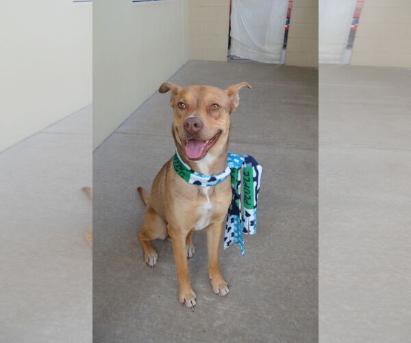 Medium Photo #1 Mutt Puppy For Sale in McKinney, TX, USA