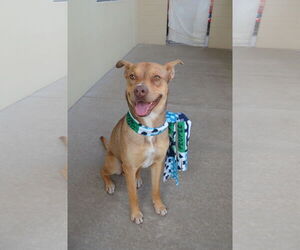 Mutt Dogs for adoption in McKinney, TX, USA