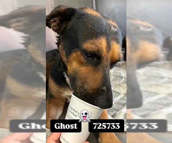 Medium Photo #1 Labrador Retriever Puppy For Sale in San Antonio, TX, USA