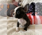 Small Photo #16 French Bulldog Puppy For Sale in JOHNS ISLAND, SC, USA