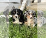 Small Photo #2 Australian Shepherd Puppy For Sale in MARTINSVILLE, IN, USA
