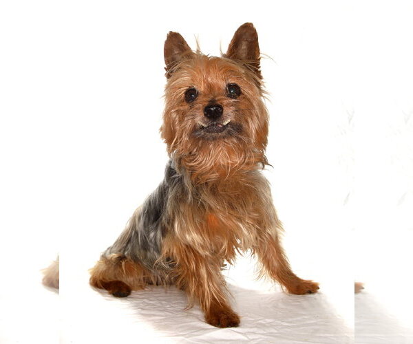 Medium Photo #3 Mutt Puppy For Sale in Oakland Park, FL, USA