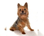 Small #2 Mutt