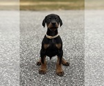 Small #9 Doberman Pinscher