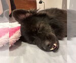 Small #5 Mutt
