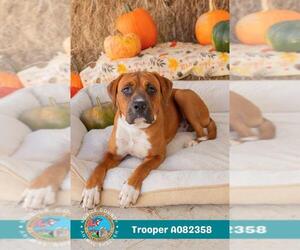 Treeing Walker Coonhound-Unknown Mix Dogs for adoption in Mobile, AL, USA