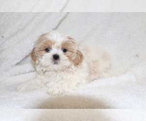 Shih Tzu Puppy for sale in SHILOH, OH, USA