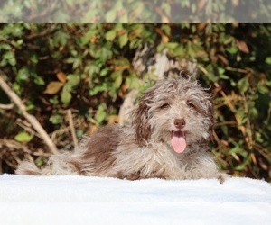 ShihPoo Puppy for sale in DYERSBURG, TN, USA