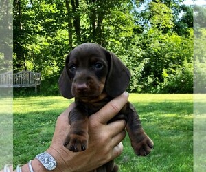 Dachshund Puppy for sale in ROWLEY, MA, USA