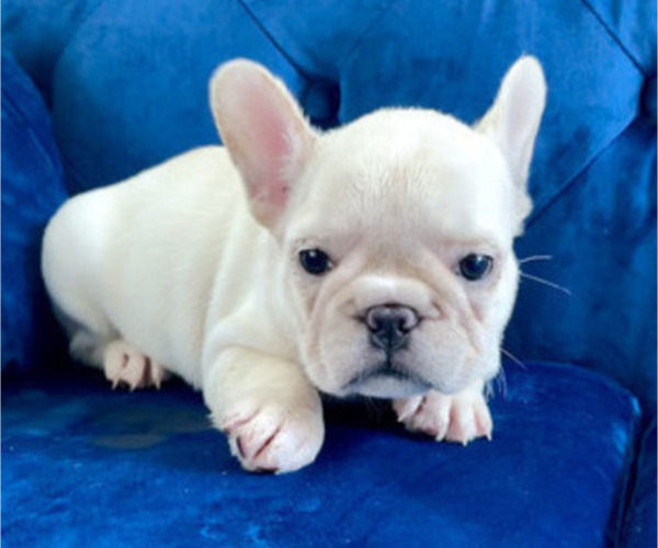 Medium Photo #3 French Bulldog Puppy For Sale in CHARLESTON, SC, USA