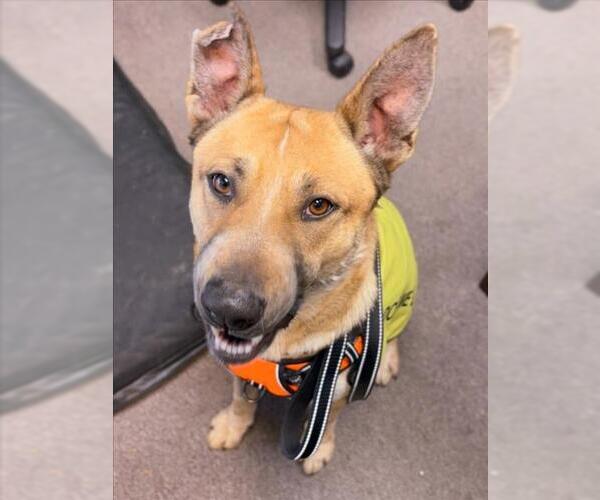 Medium Photo #3 German Shepherd Dog-Unknown Mix Puppy For Sale in Woodland, CA, USA