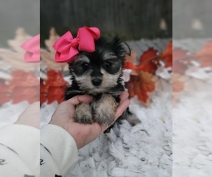 Morkie Puppy for sale in INDIANAPOLIS, IN, USA