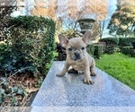 Small #137 French Bulldog