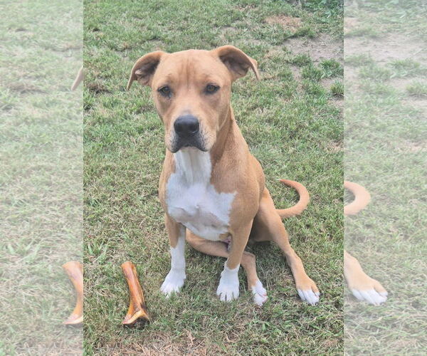 Medium Photo #7 Mutt Puppy For Sale in Harrison, AR, USA