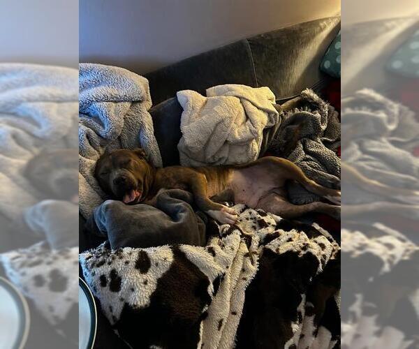 Medium Photo #1 Mutt Puppy For Sale in Louisville, KY, USA