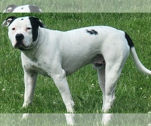 Father of the American Bulldog puppies born on 01/30/2025
