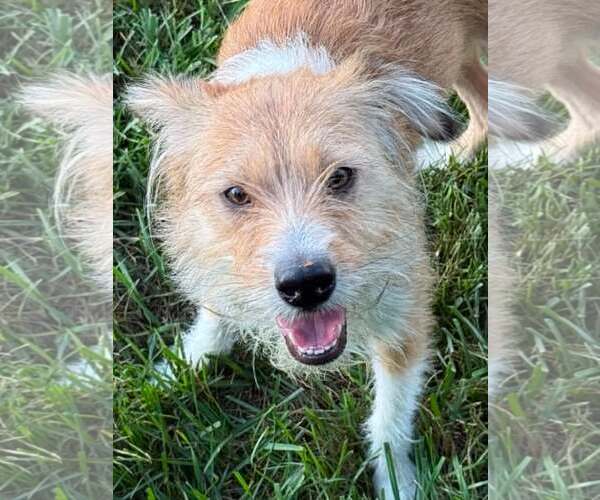 Medium Photo #4 Parson Russell Terrier-Poodle (Miniature) Mix Puppy For Sale in Cookeville, TN, USA