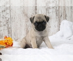Small #1 Pug