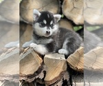 Small Photo #22 Alaskan Klee Kai-Pomsky Mix Puppy For Sale in STAPLES, MN, USA