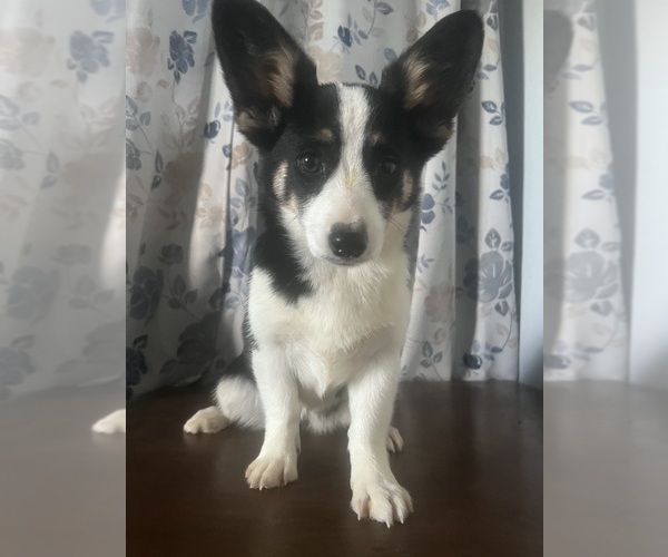 Medium Photo #62 Aussie-Corgi Puppy For Sale in DURHAM, CT, USA