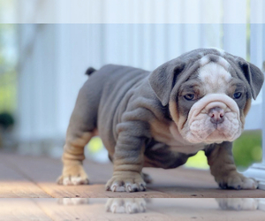English Bulldog Puppy for sale in PENDLETON, IN, USA