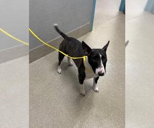 Bull Terrier-Unknown Mix Dogs for adoption in Las Vegas, NV, USA