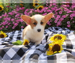Small Photo #4 Pembroke Welsh Corgi Puppy For Sale in SPRINGFIELD, MO, USA