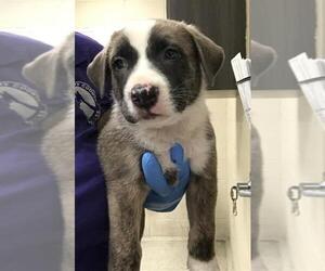 Mastiff-Unknown Mix Dogs for adoption in Conroe, TX, USA