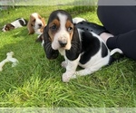 Small Photo #4 Basset Hound Puppy For Sale in TOLLAND, CT, USA