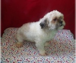 Small #4 Shih Tzu