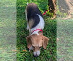 Small #5 Beagle