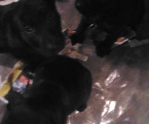 English Neo Bull-Labrador Retriever Mix Puppy for sale in ISANTI, MN, USA
