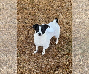 Chihuahua-Unknown Mix Dogs for adoption in Holly Springs, NC, USA