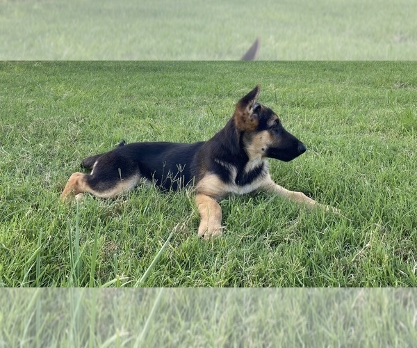 Medium Photo #5 German Shepherd Dog Puppy For Sale in WOLFE CITY, TX, USA