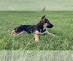Small #4 German Shepherd Dog