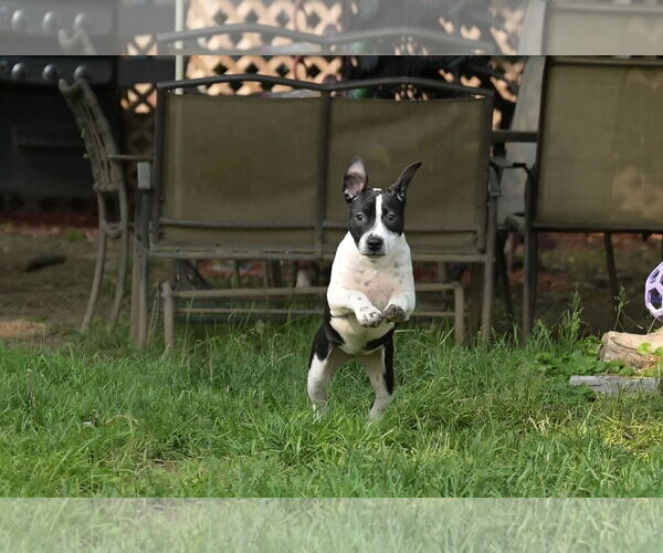 Medium Photo #8 Bulldog-Unknown Mix Puppy For Sale in SHERBURNE, NY, USA