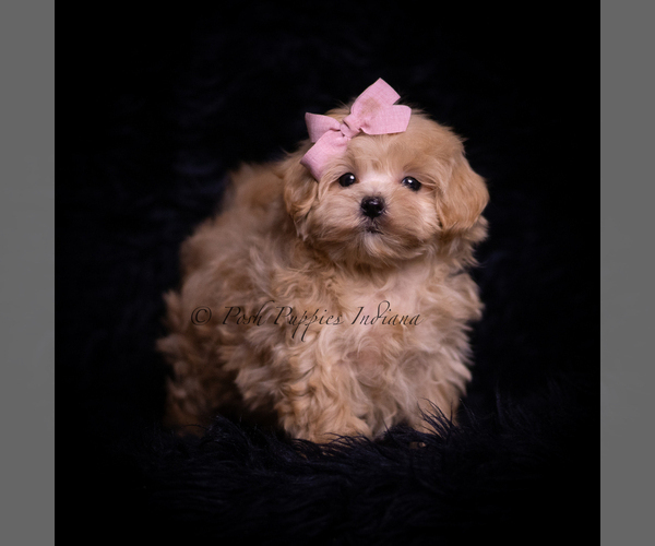 Medium Photo #3 Maltipoo (Miniature) Puppy For Sale in WARSAW, IN, USA