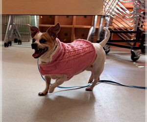 Chihuahua-Unknown Mix Dogs for adoption in Waterford, VA, USA