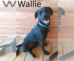 American Staffordshire Terrier-Unknown Mix Dogs for adoption in Mountain View, AR, USA