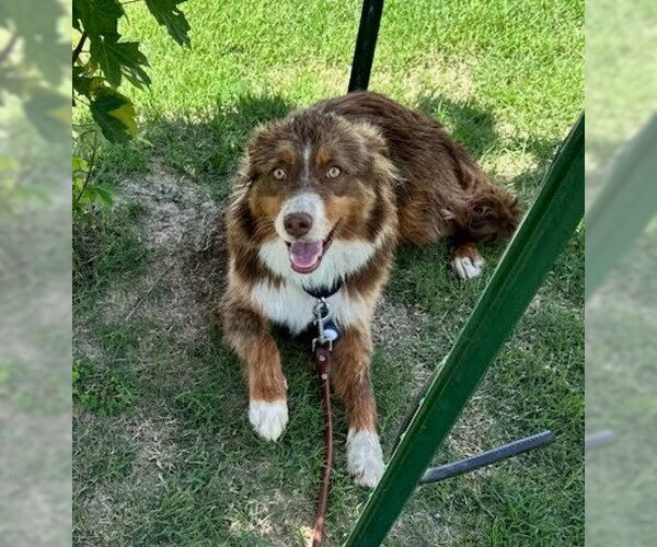 Medium Photo #1 Australian Shepherd Puppy For Sale in Tabernash, CO, USA