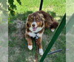 Small Australian Shepherd