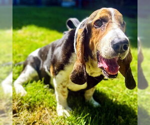 TOBIAS - Male Basset Hound Dog for Adoption - Photo #2